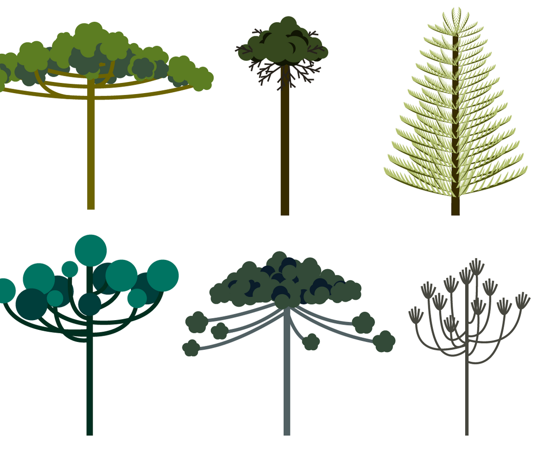 Free Araucaria Vector