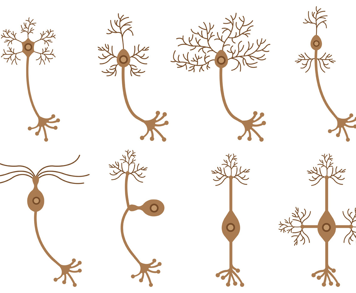 Set Of Neuron Vector