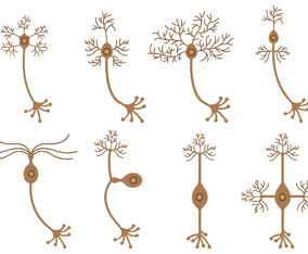 Set Of Neuron Vector