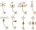 Set Of Neuron Vector