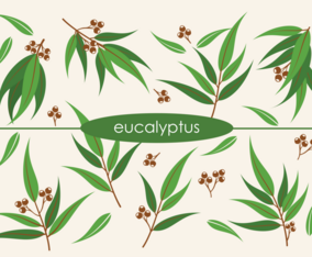 VECTOR EUCALYPTUS