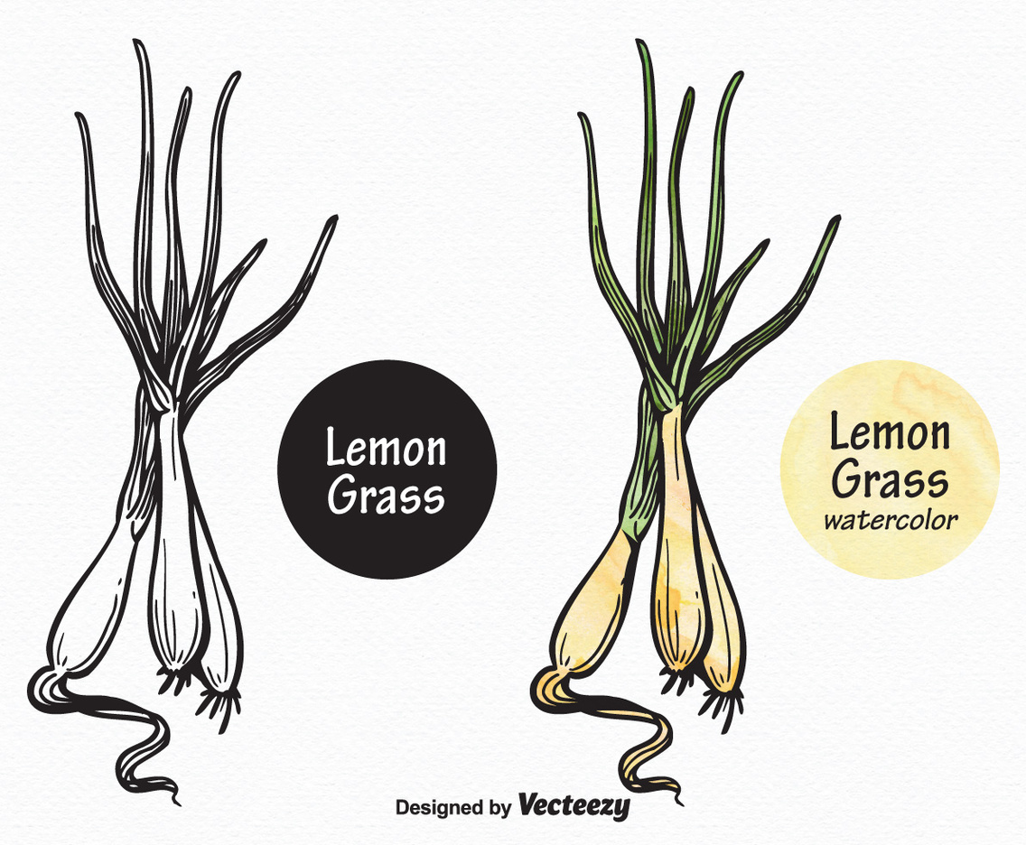 Free Vector Lemon Grass