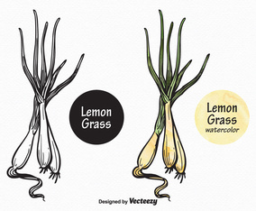 Free Vector Lemon Grass