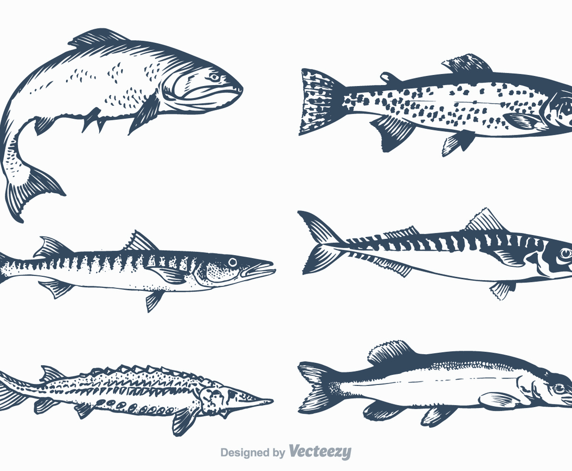 Free Vector Freshwater Fish Set