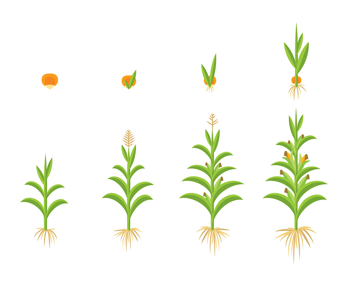 GROW UP CORN VECTOR