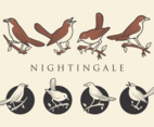 NIGHTINGALE VECTORS