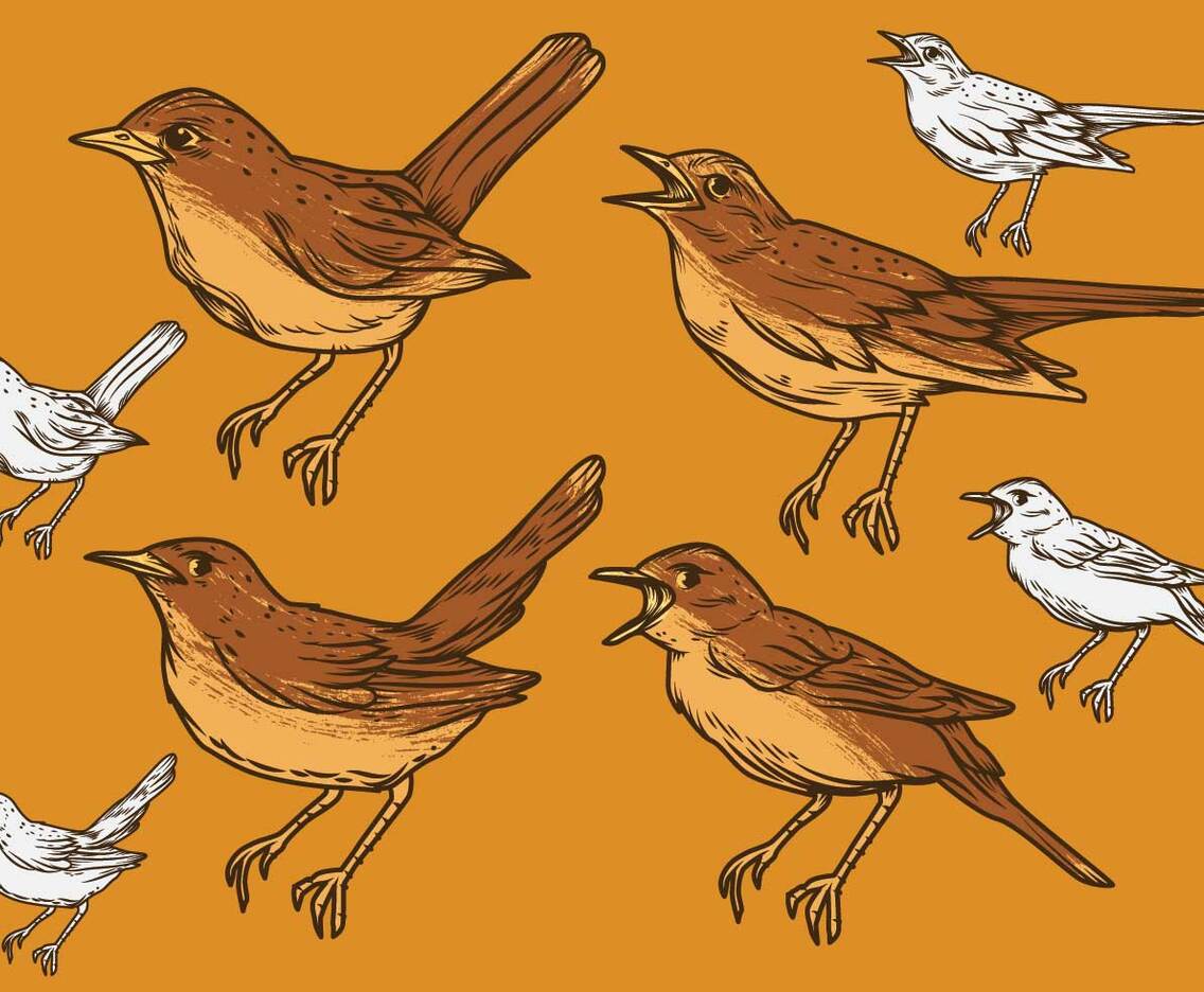 Nightingale Vector Set Illustration