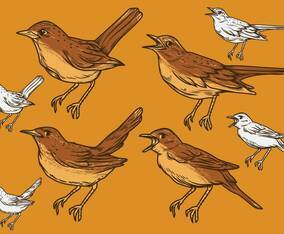 Nightingale Vector Set Illustration