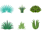 Free Maguey Vector
