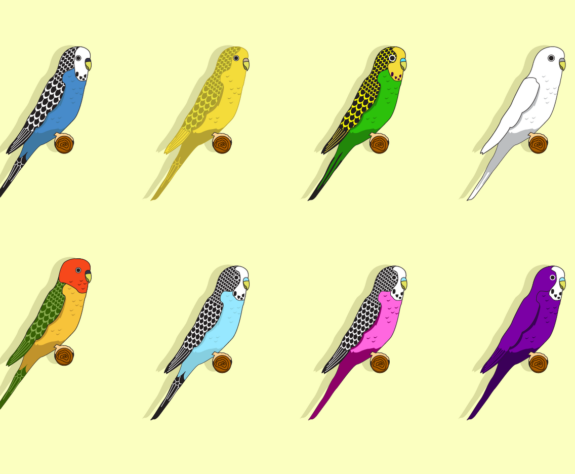 Free Budgie Vector