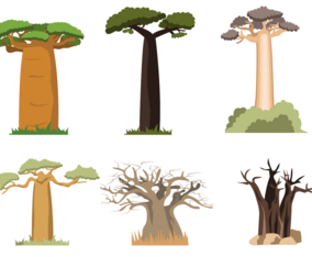 Free Baobab Vector