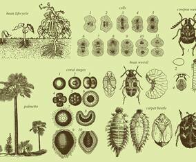 Grow Up Insects And Plants