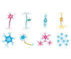 Free Neuron Vector