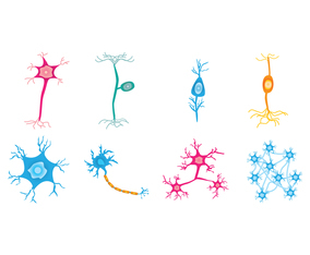 Free Neuron Vector