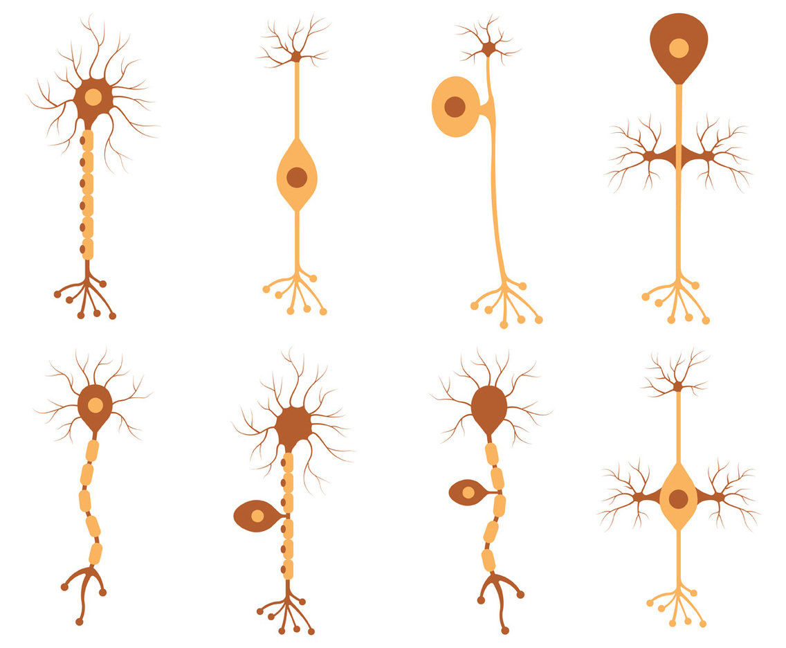 Set Of Neuron Vector