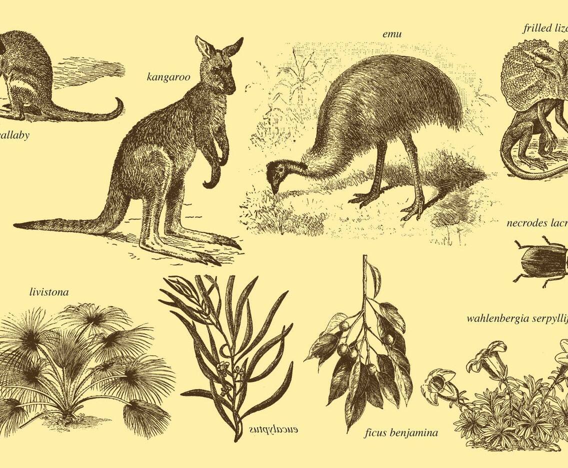 Flora And Fauna Of Australia