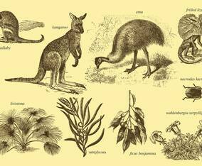Flora And Fauna Of Australia