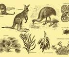 Flora And Fauna Of Australia