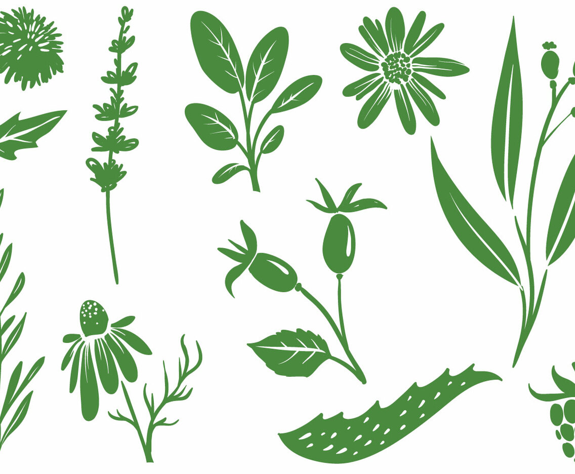 Free Medicinal Plants Vectors