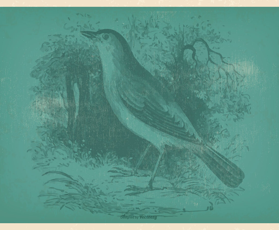 Vinatge Nightingale Illustration