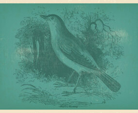 Vinatge Nightingale Illustration