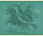 Vinatge Nightingale Illustration
