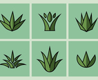 Maguey Vector Illustrations