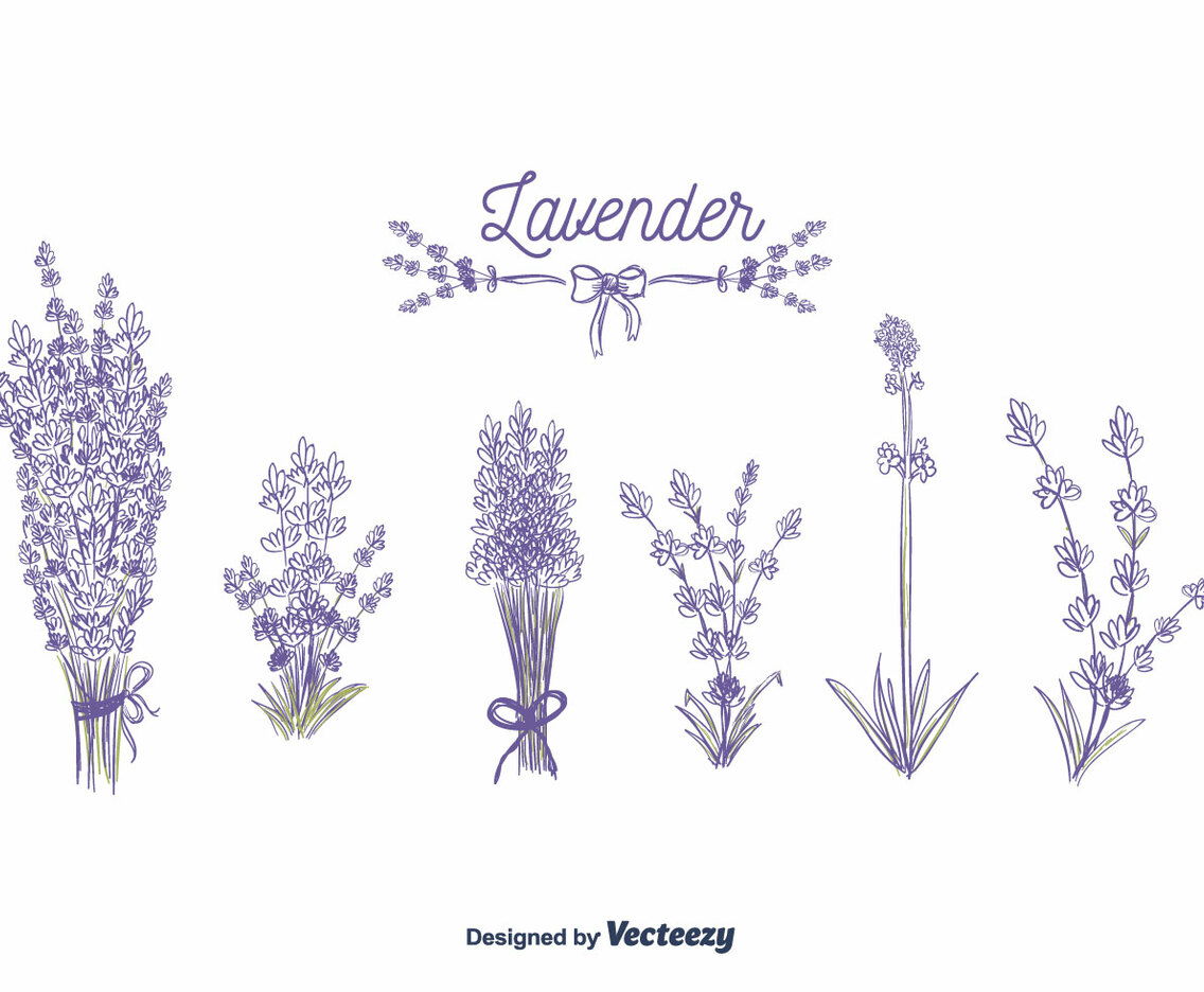 Lavender Vector