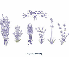 Lavender Vector