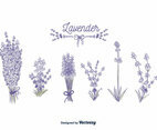 Lavender Vector