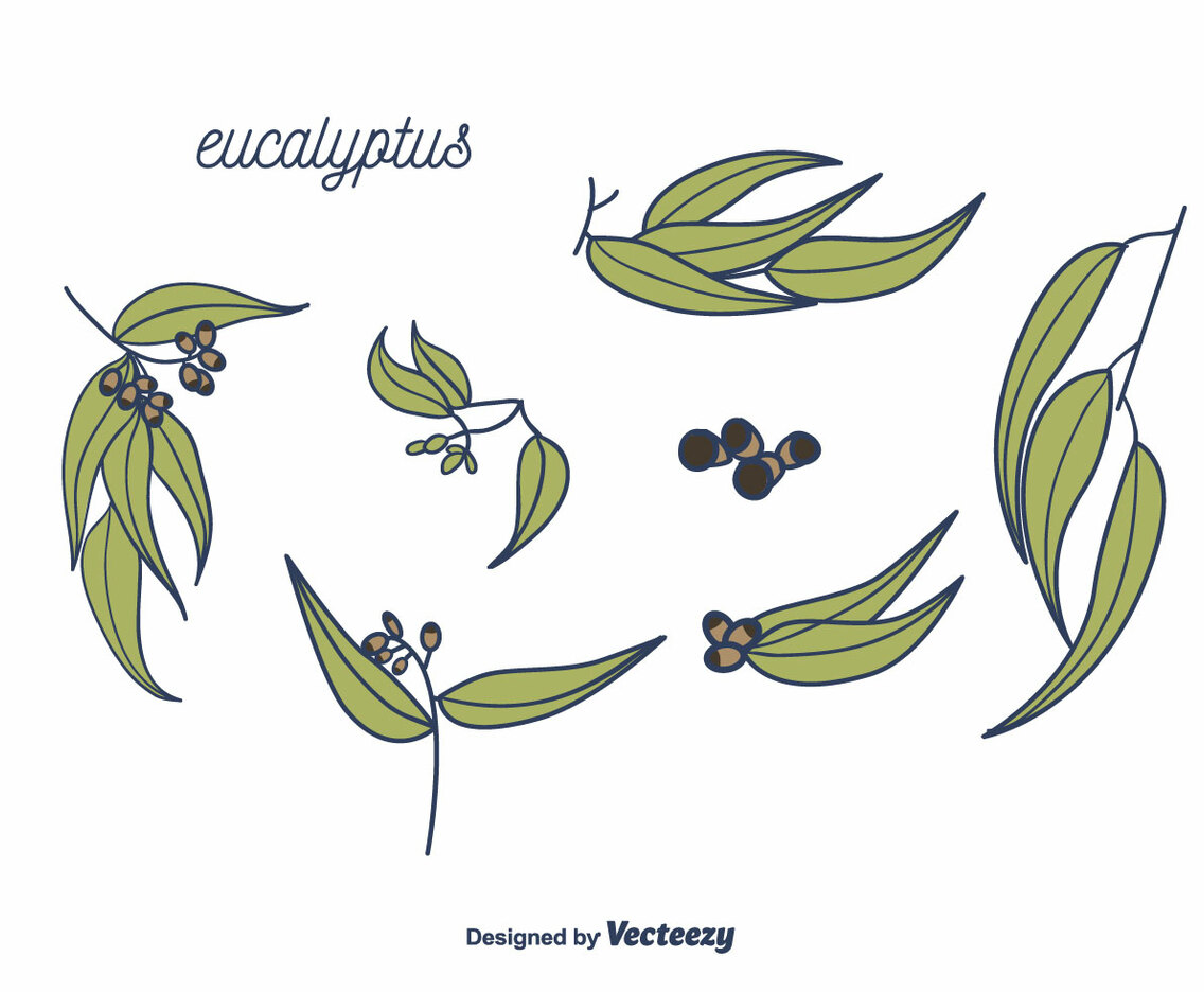 Eucalyptus Vector