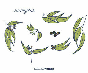 Eucalyptus Vector