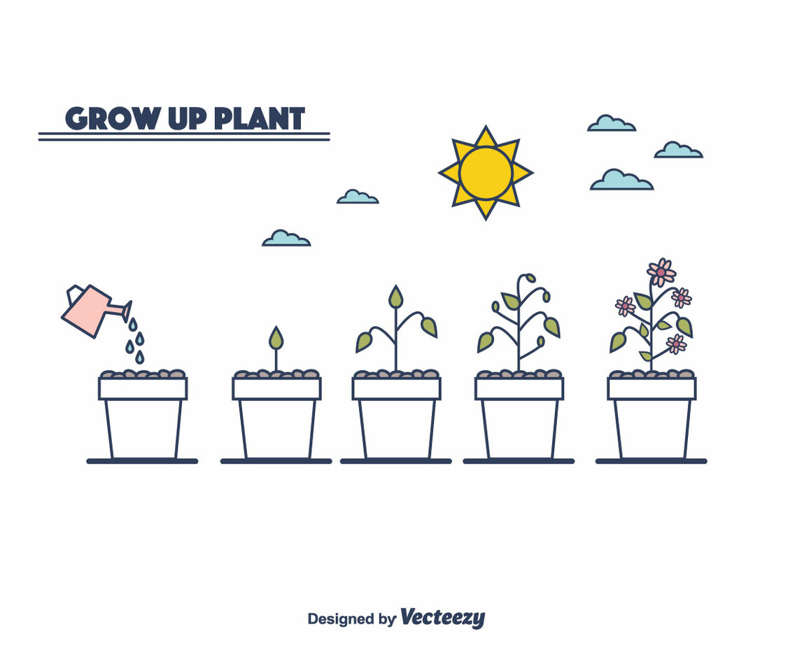 Plant Growth Cycle Vector