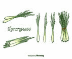 Free Lemongrass Vector