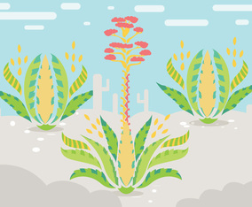 Maguey Illustration Vector