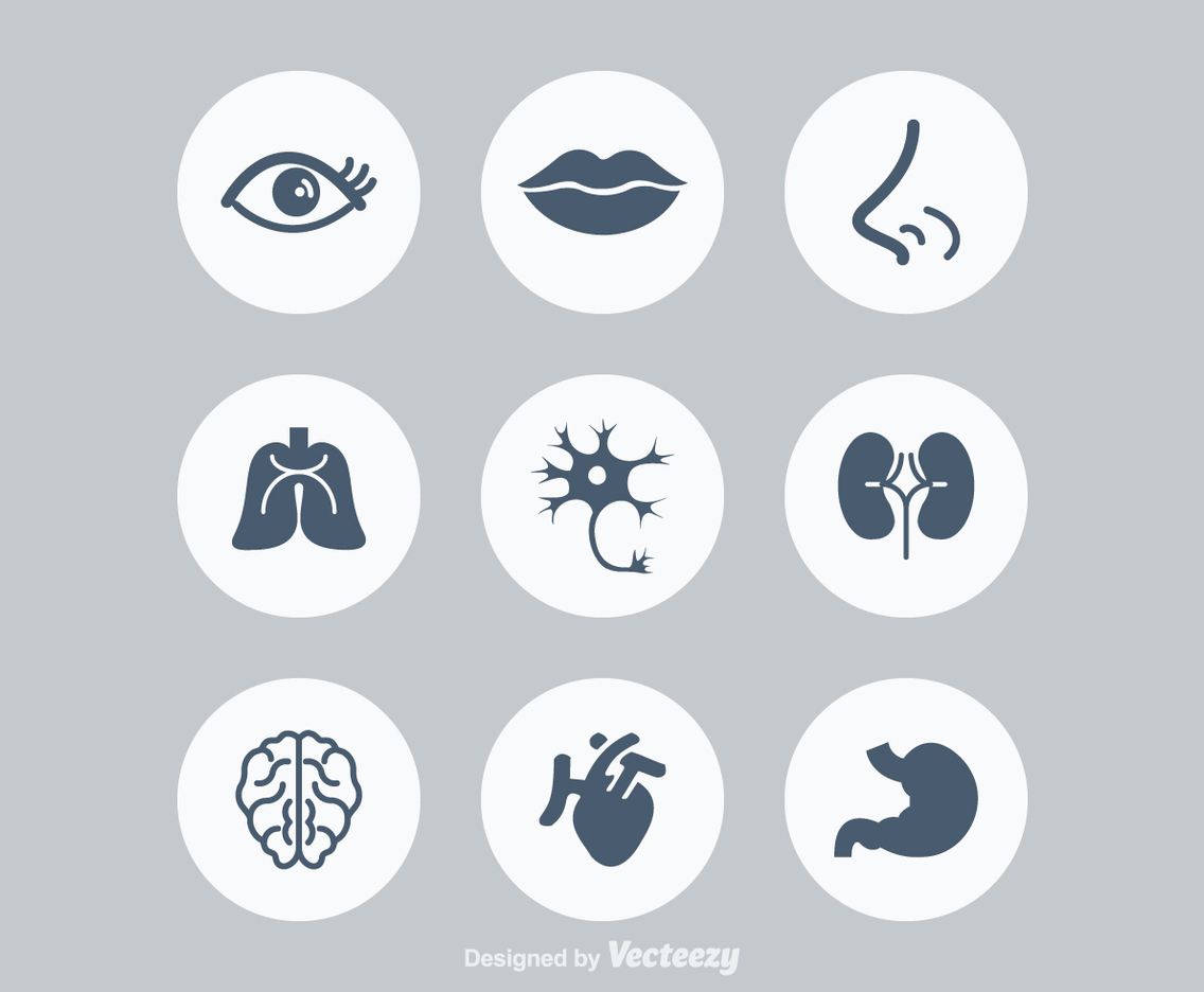 Free Human Anatonomy Vector Icons