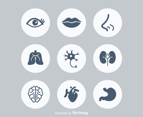 Free Human Anatonomy Vector Icons