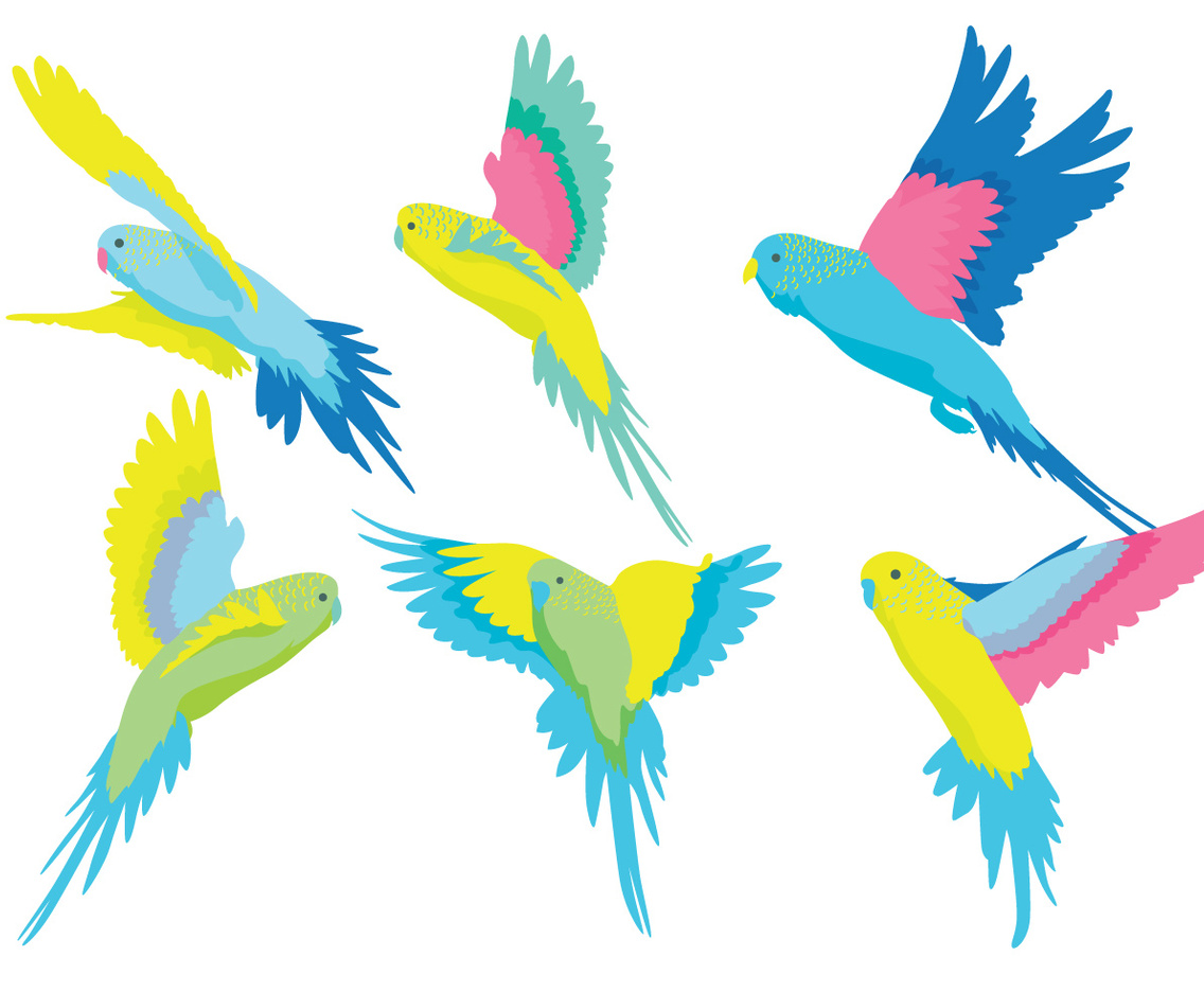 Budgie Vector