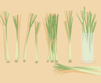 Lemongrass Vector