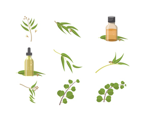 Free Eucalyptus Vectors