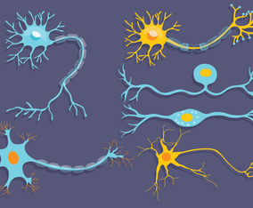 Neuron Vector
