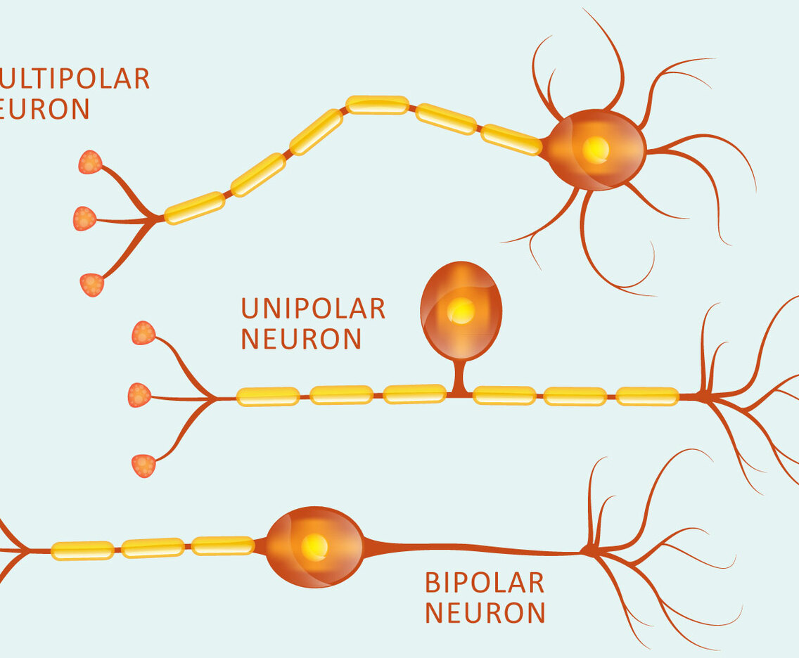 Neuron Types