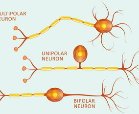 Neuron Types