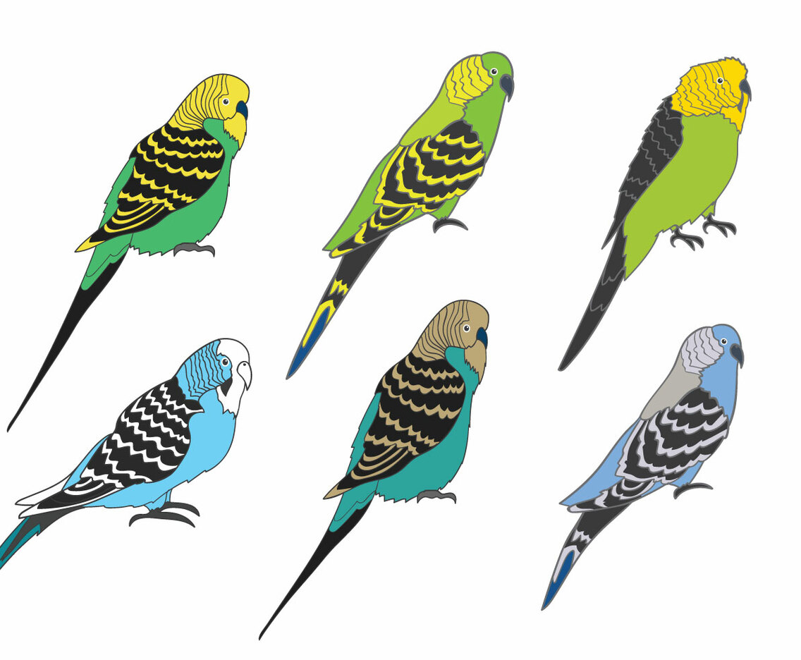 Budgie Vector
