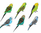 Budgie Vector