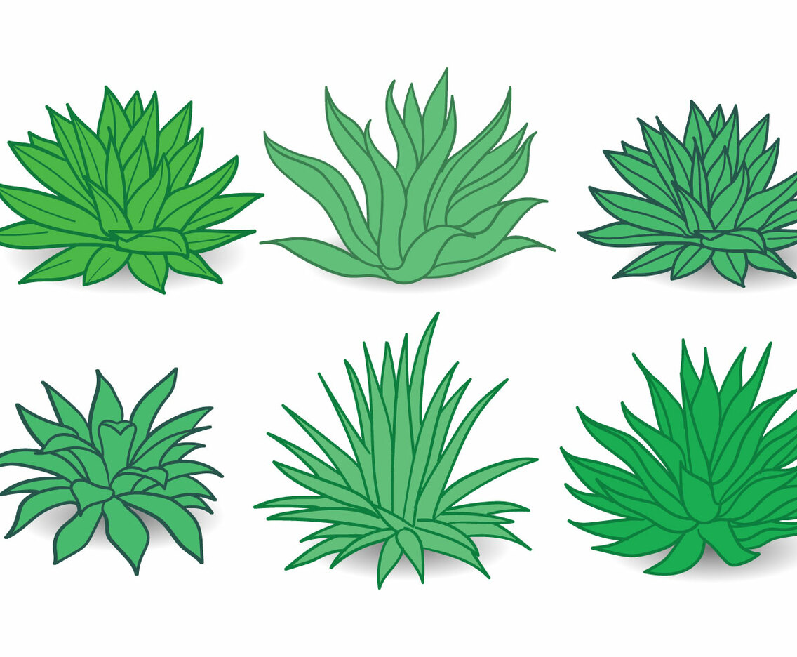 Maguey Vector