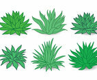 Maguey Vector