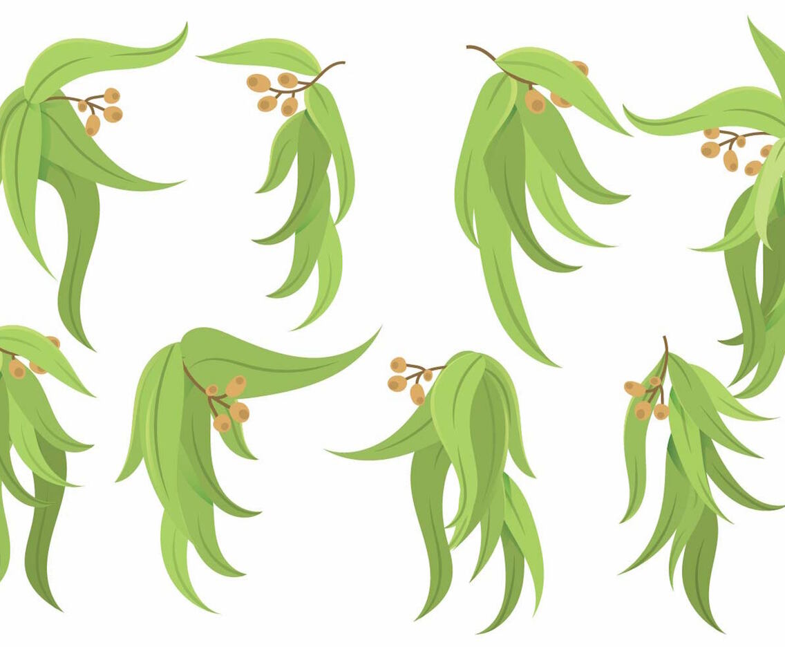 Eucalyptus Icon Set