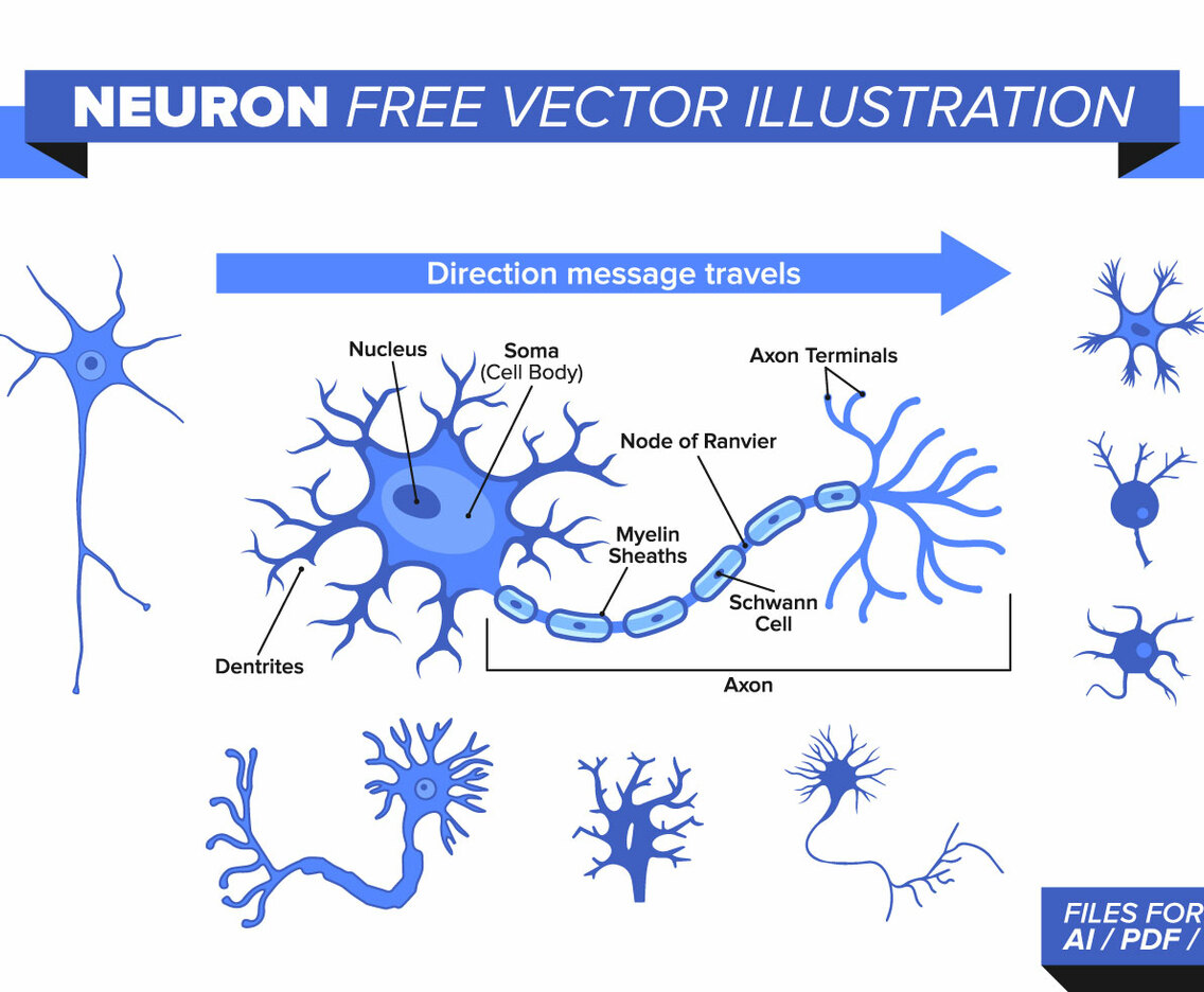 Neuron Free Vector Illustration