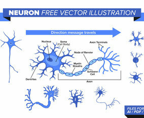 Neuron Free Vector Illustration